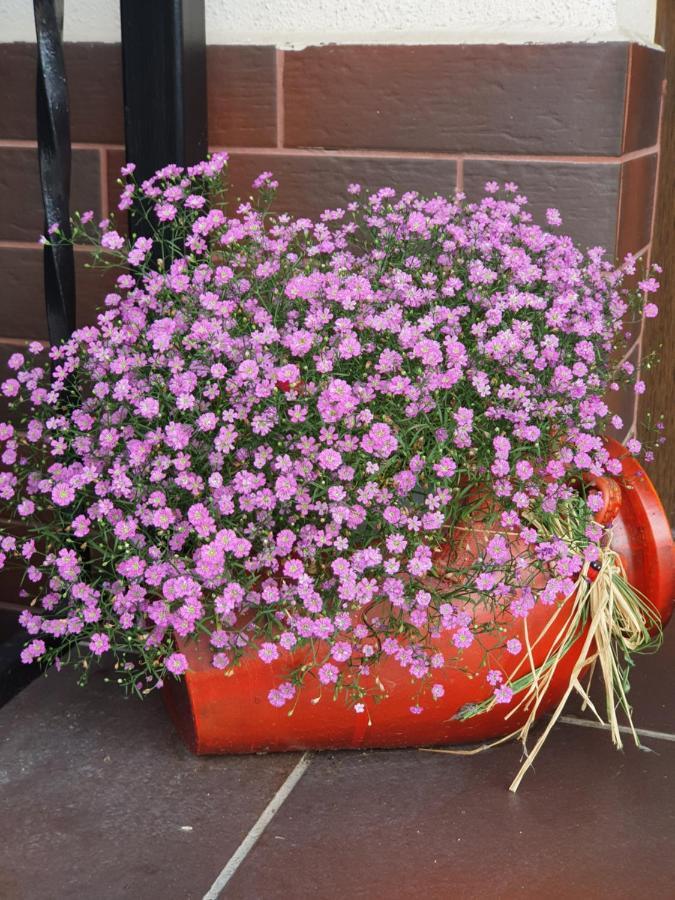 Smiley Flowers 锡比乌 外观 照片